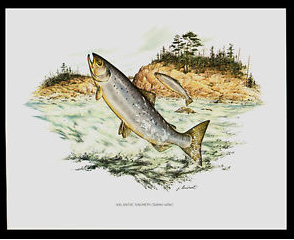 Wild Salmon 2